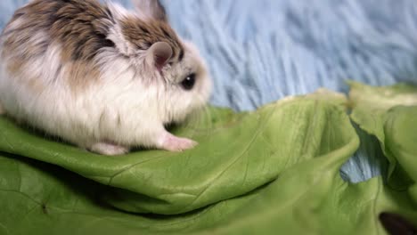 hamster eating lettuce on a blanket slowly