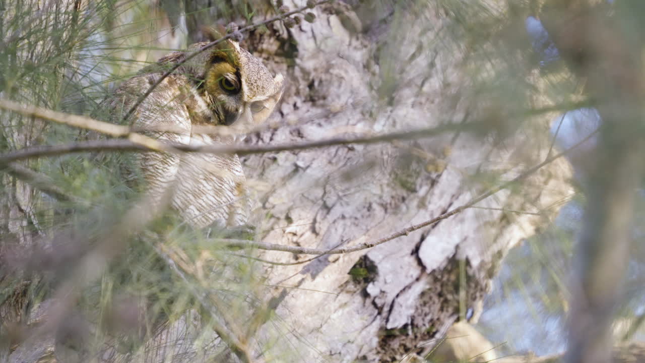 gran búho de cuernos abriendo los ojos mientras se alza en el pino australiano