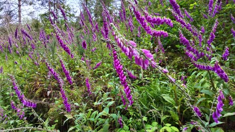 vista de cerca sobre las plantas de bellflower púrpura en algún lugar en el hermoso jardín de francia
