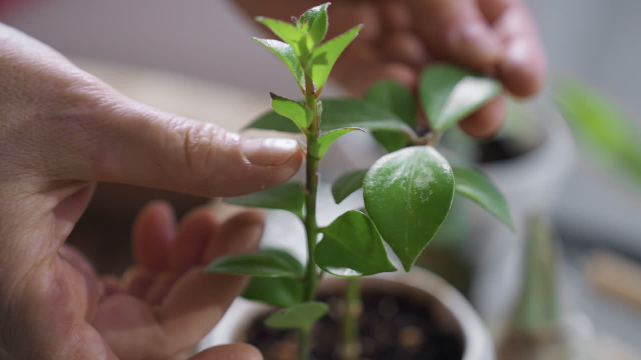 Gentle hands delicately stroking new vibrant green leaves on plant cutting in intimate soft moment capturing careful trimming and leaf inspection during indoor gardening ritual