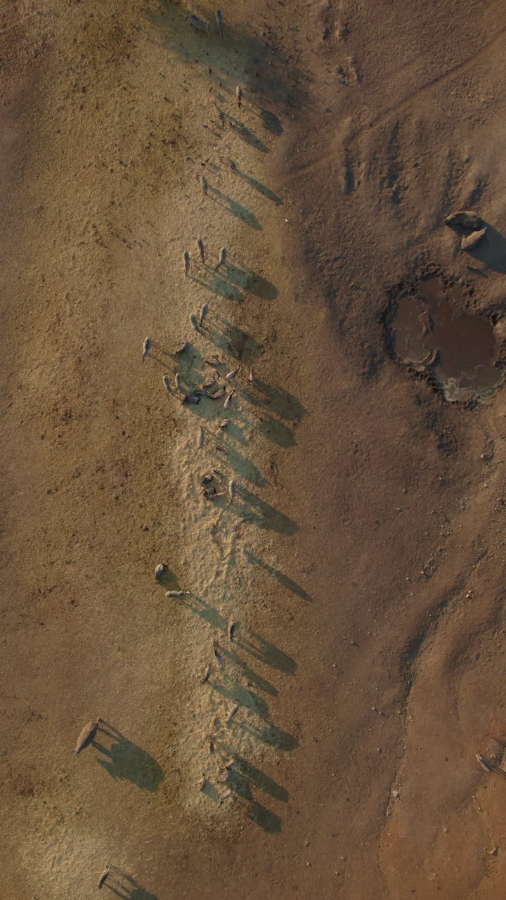 Wildebeest, zebras and rhinos eat in a calm afternoon above Ramat Gan Safari when it is empty of visitors. The animals are calm and comfortable - top down shot - vertical video