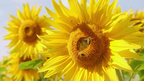 cerca del girasol y la abeja.