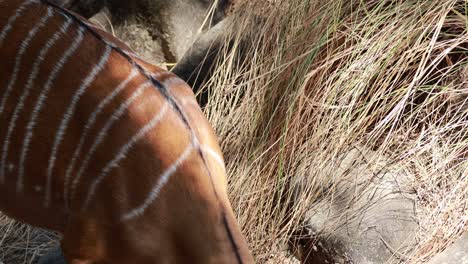 a nyala antelope eating in natural habitat