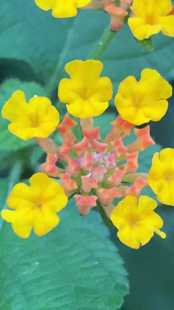 Primo piano di vivaci fiori di Lantana gialli in giardino