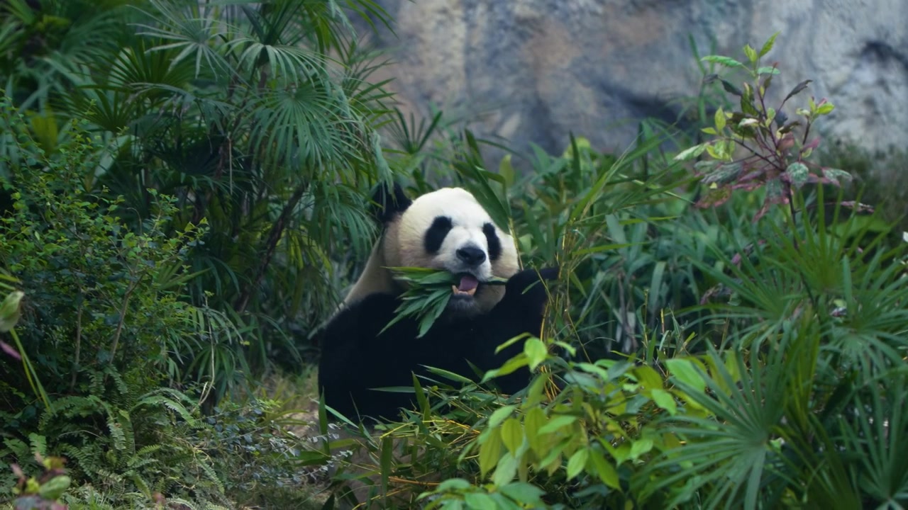 Panda velká (Ailuropoda melanoleuca), černobílý medvěd, žvýkající bambusové listy, zatímco sedí mezi bujnými tropickými rostlinami a palmovými listy v Ocean Parku Hong Kong.
