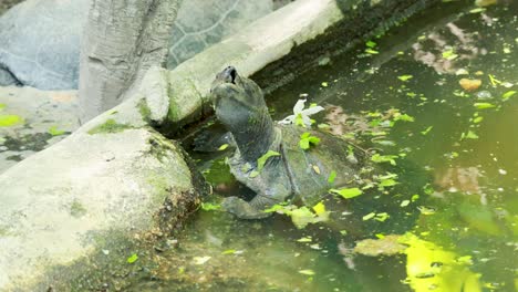 terrapin interacting with environment in a water setting