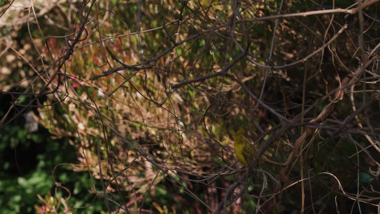 hombre africano tejedor enmascarado observando el entorno, suave luz matutina 4k