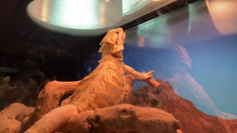 A-pet-bearded-dragon-basking-in-the-UV-light-with-mouth-open-and-tongue-sticking-out-to-control-it's-own-body-temperature