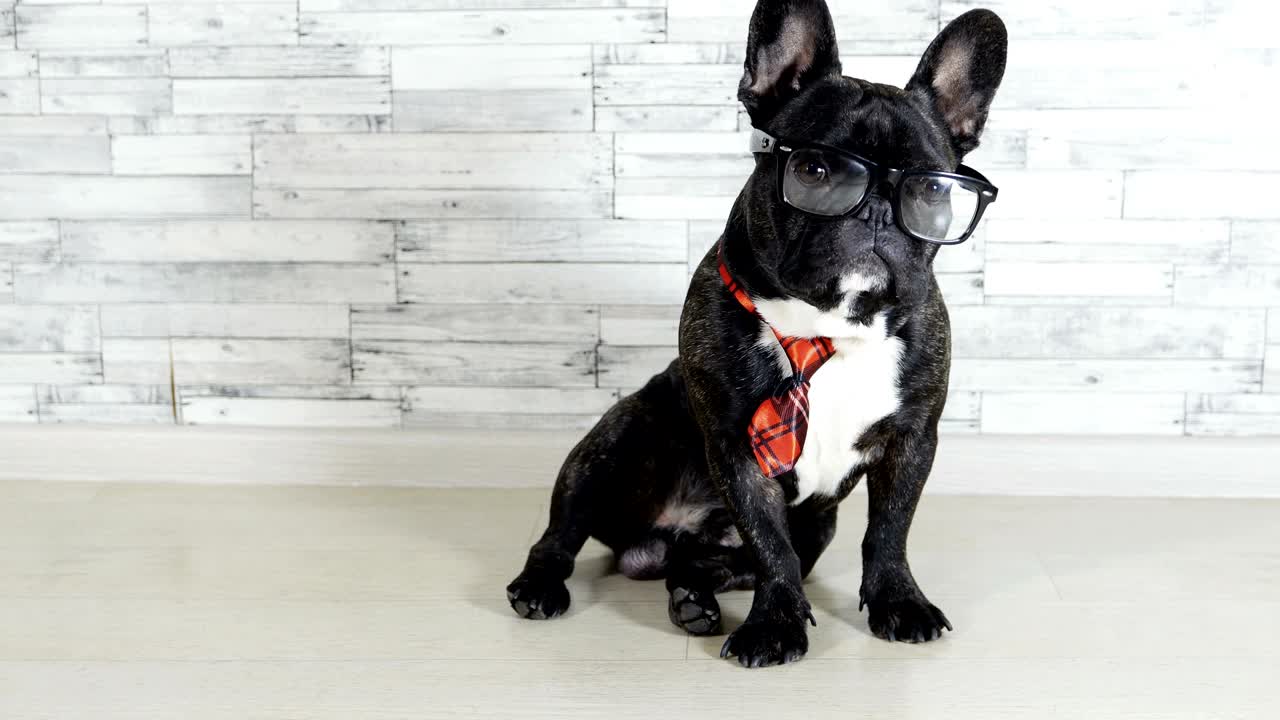 bulldog francés con gafas y corbata sentado lamiendo