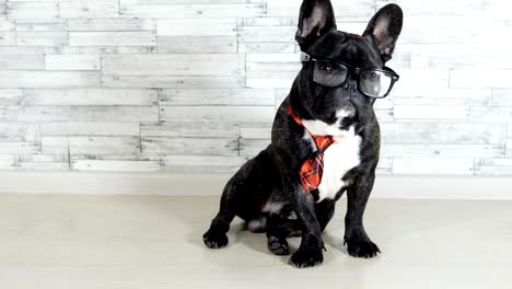 french bulldog with glasses and tie sitting licking