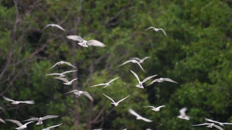 Los-Charranes-Son-Aves-Marinas-Que-Se-Pueden-Encontrar-En-Todo-El-Mundo-En-El-Mar,-Ríos-Y-Otros-Cuerpos-De-Agua-Más-Amplios