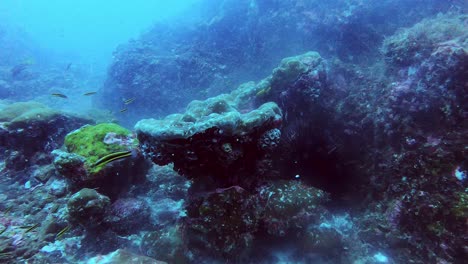 desove de coral en agua corriente