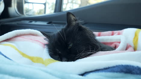 black cat sleeping in a white, blue, yellow, pink striped blanket, near car window