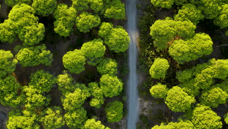 Reserva-Natural-Con-Frondoso-Bosque-De-Pinos-Piñoneros-En-El-Rompido,-España