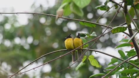 one on the left preens itself as the other on the right flies away and returns, black-crested bulbul rubigula flaviventris