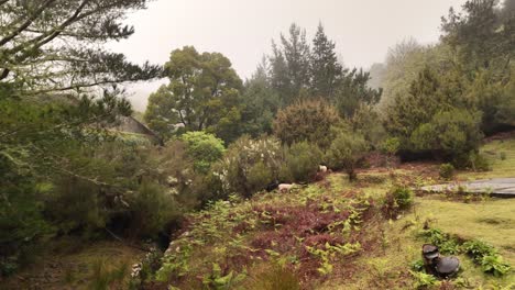 Tracking-shot-of-Sheep-herd-in-Laurel-forest-on-a-rainy-day-in-Slow-motion