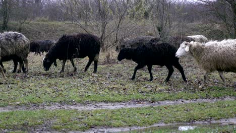 flock of sheep rest in farmer's field