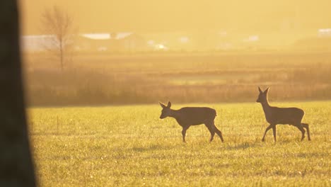 deer couple gracefully walking through gold misty nordic grass field - medium long shot