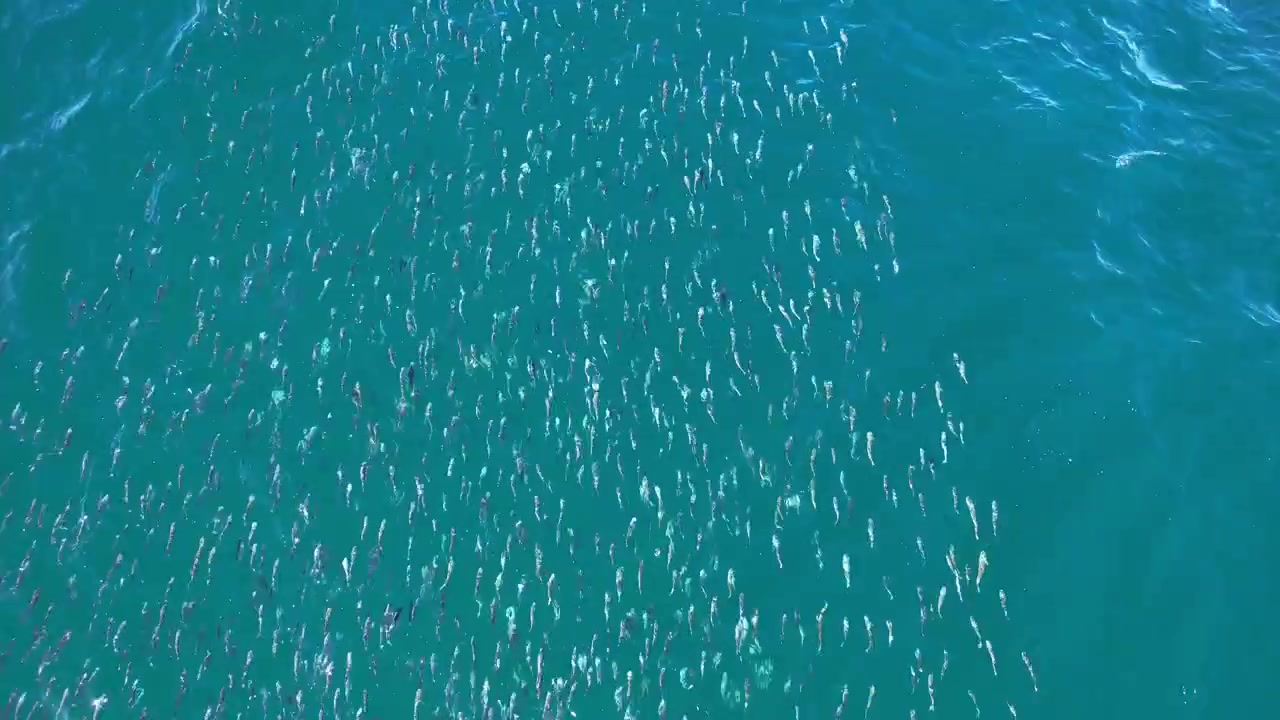 Top View Of Mullet Fish In The Ocean, New South Wales, Australia - Drone Shot