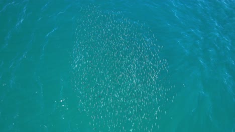 top view of mullet fish in the ocean, new south wales, australia - drone shot