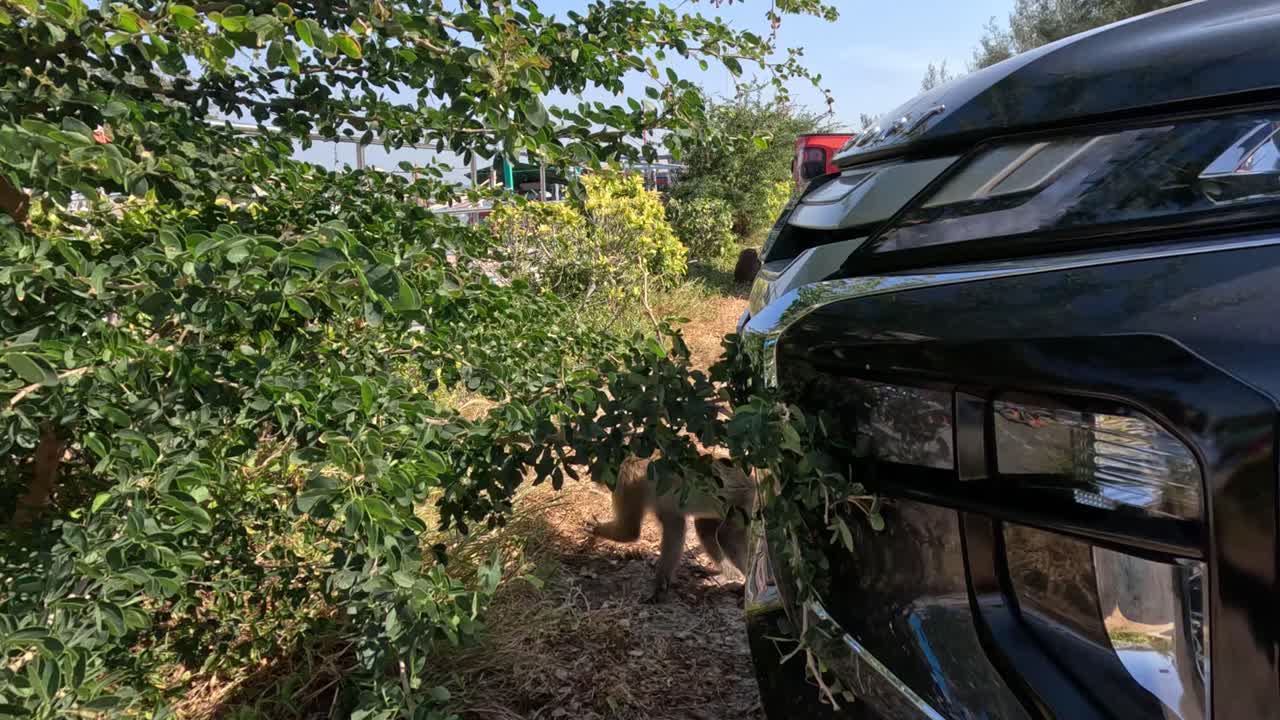 el mono se mueve a través de los vehículos en un lote ocupado