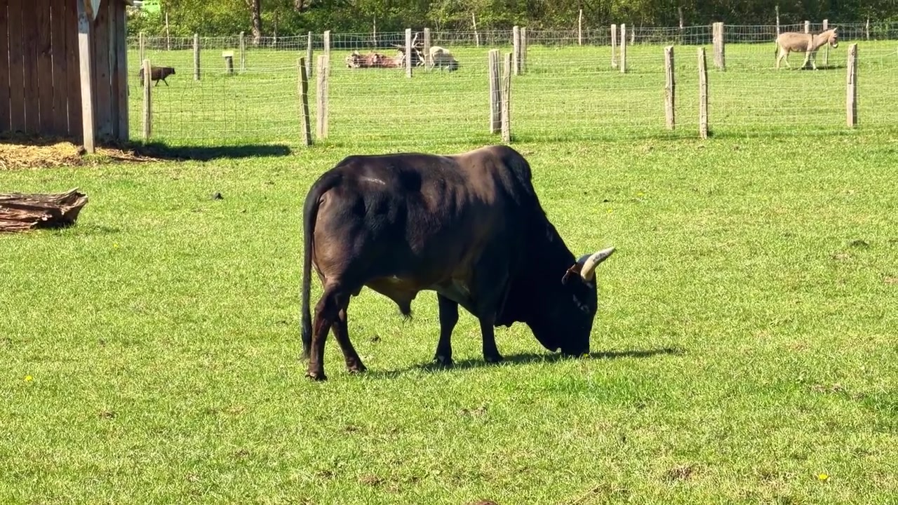 Domestic black bull grazing on grassy pasture in rural countryside, showing muscular bovine body, curved horns and livestock behavior inside fenced agricultural field, static wildlife style shot.