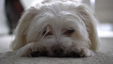 Cute-adorable-small-little-white-crème-dog-falling-asleep-on-carpet-ground-Yorkshire-Maltese-mix---Morkie-mixed-breed-relaxing-through-the-day-with-close-up-of-dog's-face-looking-at-camera