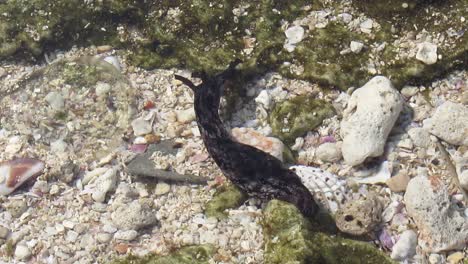 mollusk sea snail moving on the surface of the coral on the shore, nudibranch slugs, macro video