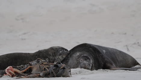 Gefährdeter-Neuseeländischer-Seelöwe,-Der-Im-Sand-In-Der-Sandfly-Bay,-Dunedin,-Neuseeland-Liegt