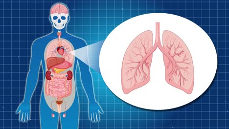 animation highlights human anatomy with a focus on lung structure, using digital graphics and smooth transitions on a blue grid background