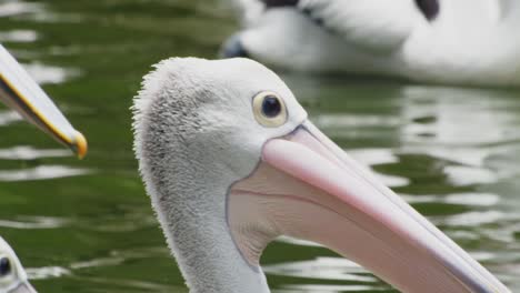 close up of australian pelican floating on water, bird in natural preserve