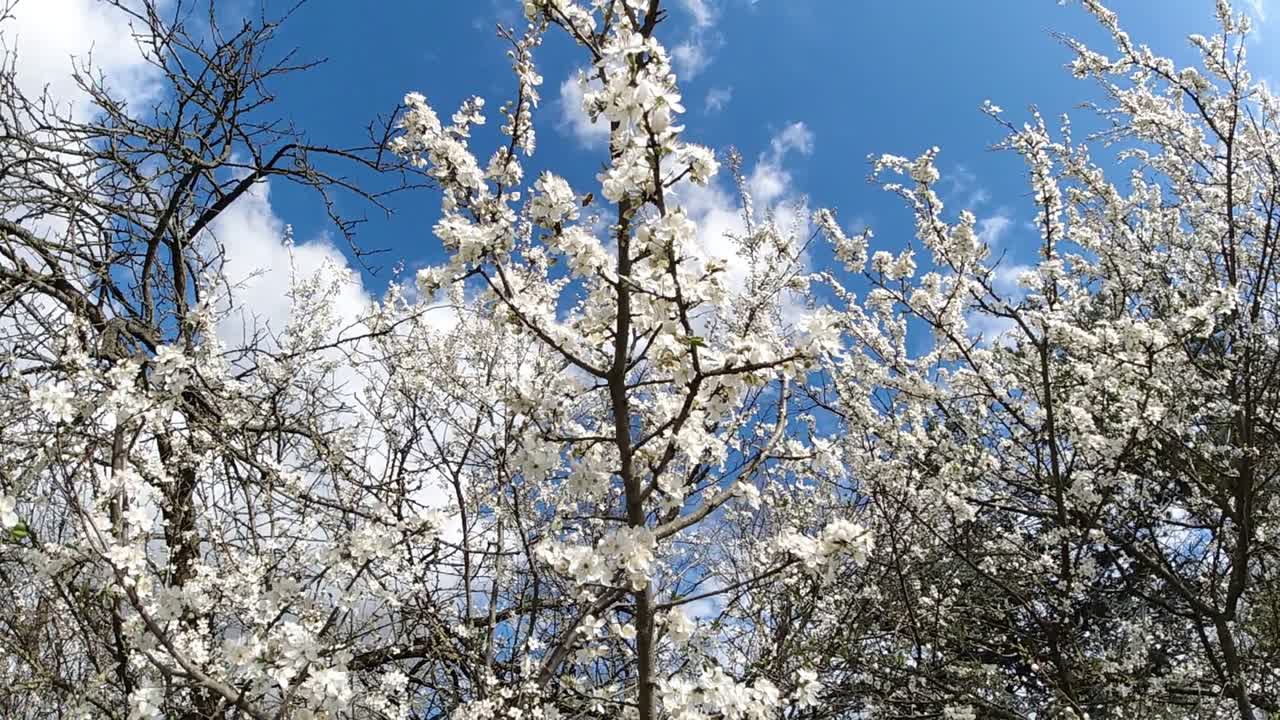 봄에 아름다운  꽃