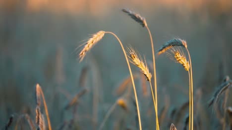 Goldene-Ähren-Reifen-Weizens-Im-Gegenlicht-Der-Warmen-Untergehenden-Sonne