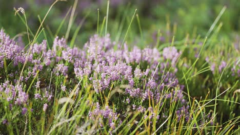 A-close-up-shot-of-the-mauve-heather