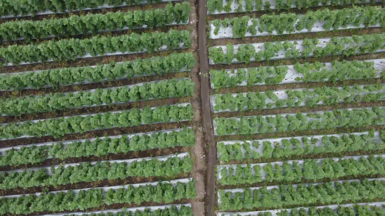 야외 멜론 농장