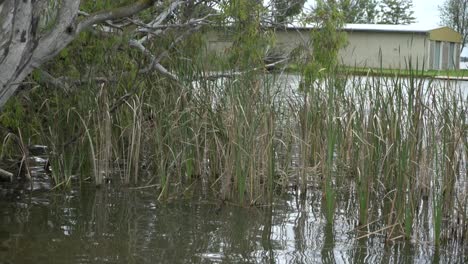 Flood-zone-water-grass-blowing-on-windy-cloudy-day