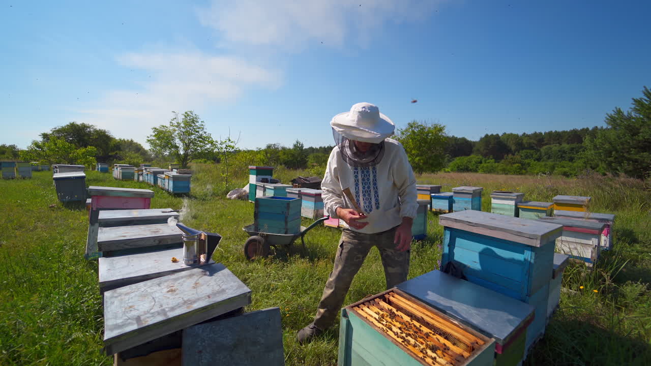 Beekeeping process among nature. Professional apiarist inspecting bees on a frame in bright summer day. Wooden hives on a bee farm.