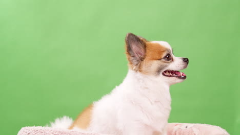 Primer-Plano-De-Un-Pequeño,-Divertido-Y-Enérgico-Perro-Cervatillo-Y-De-Color-Blanco,-Cachorro,-Sentado-En-Una-Alfombra-De-Algodón-Rosa-Sobre-Un-Fondo-Verde