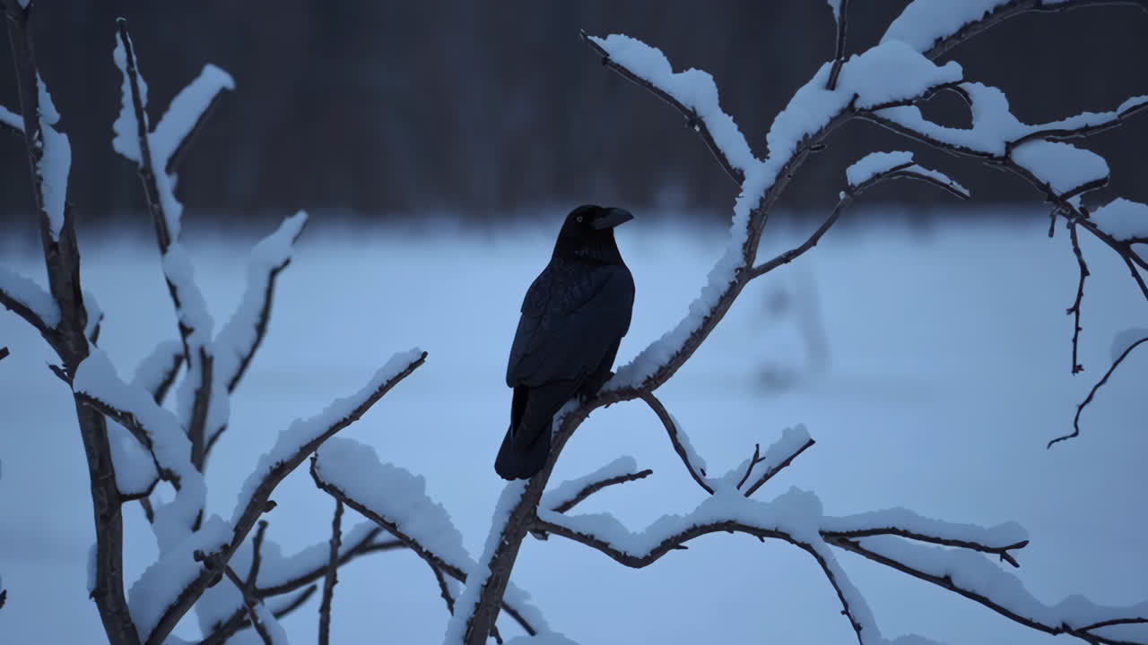 A Raven Perched on a Snow-Covered Branch in Winter