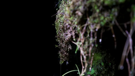 Makro-Nahaufnahme-Wassertropfen,-Die-Von-Hängenden-Wurzeln-Fallen