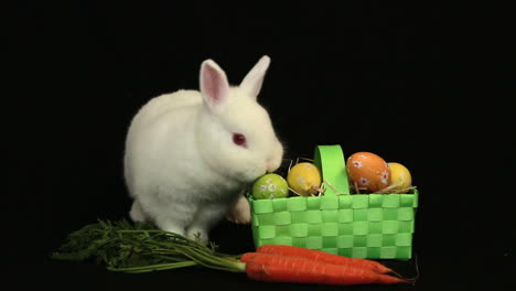 conejo blanco olfateando alrededor de una canasta de huevos de pascua y una zanahoria