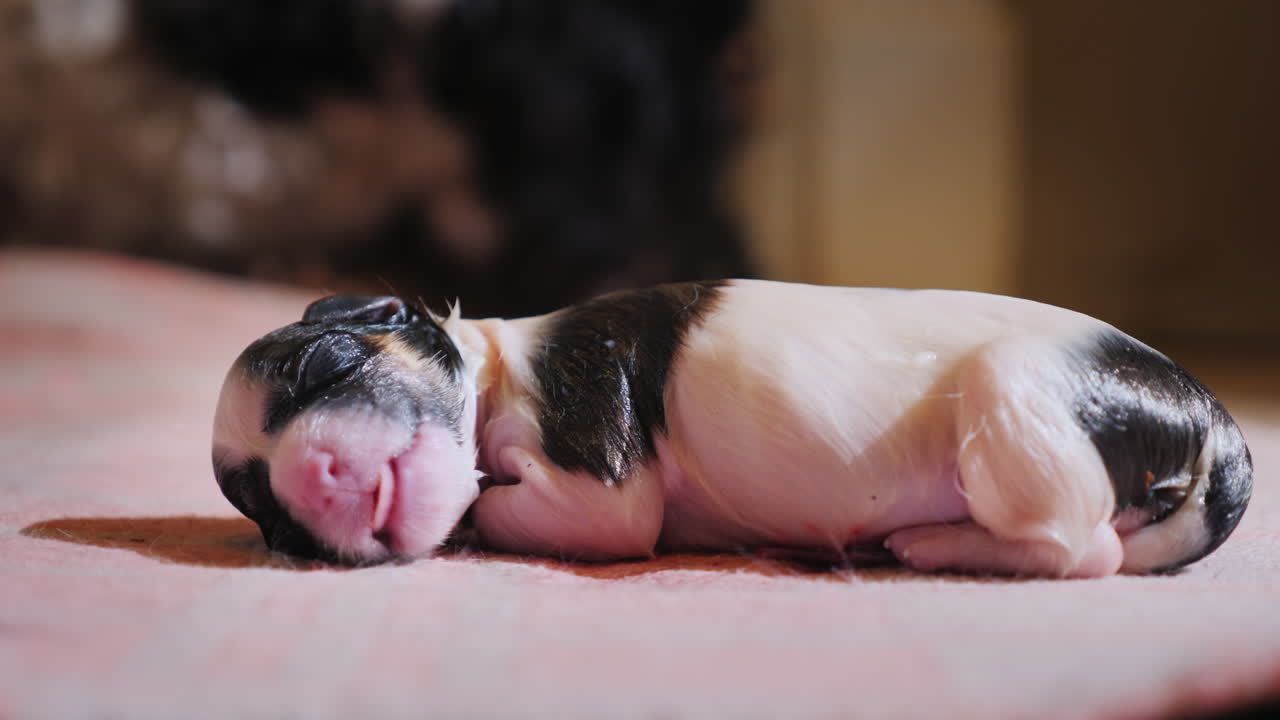 cachorro indefenso recién nacido