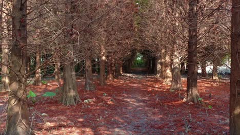 un paso aéreo inverso bajo un sendero forestal tranquilo bordeado de cipreses calvos, bajo un dosel natural de ramas desnudas, con la luz solar moteada filtrando a través de los bosques de coníferas caducifolias