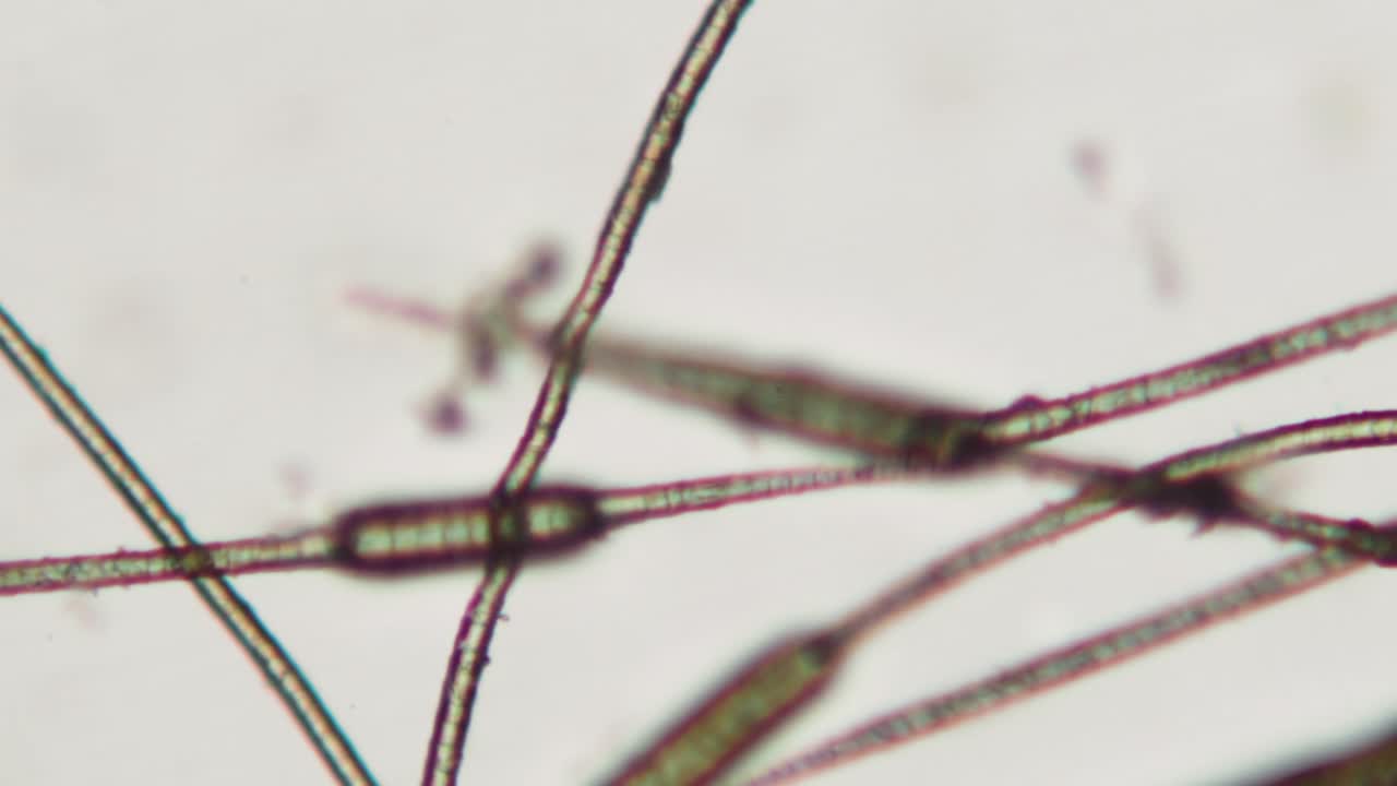 Detailed Microscopic View of Intertwined Hair Fibers