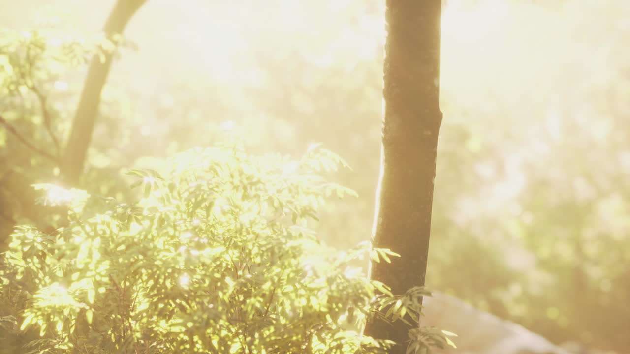 Sunlight filters through trees in a serene forest setting during golden hour