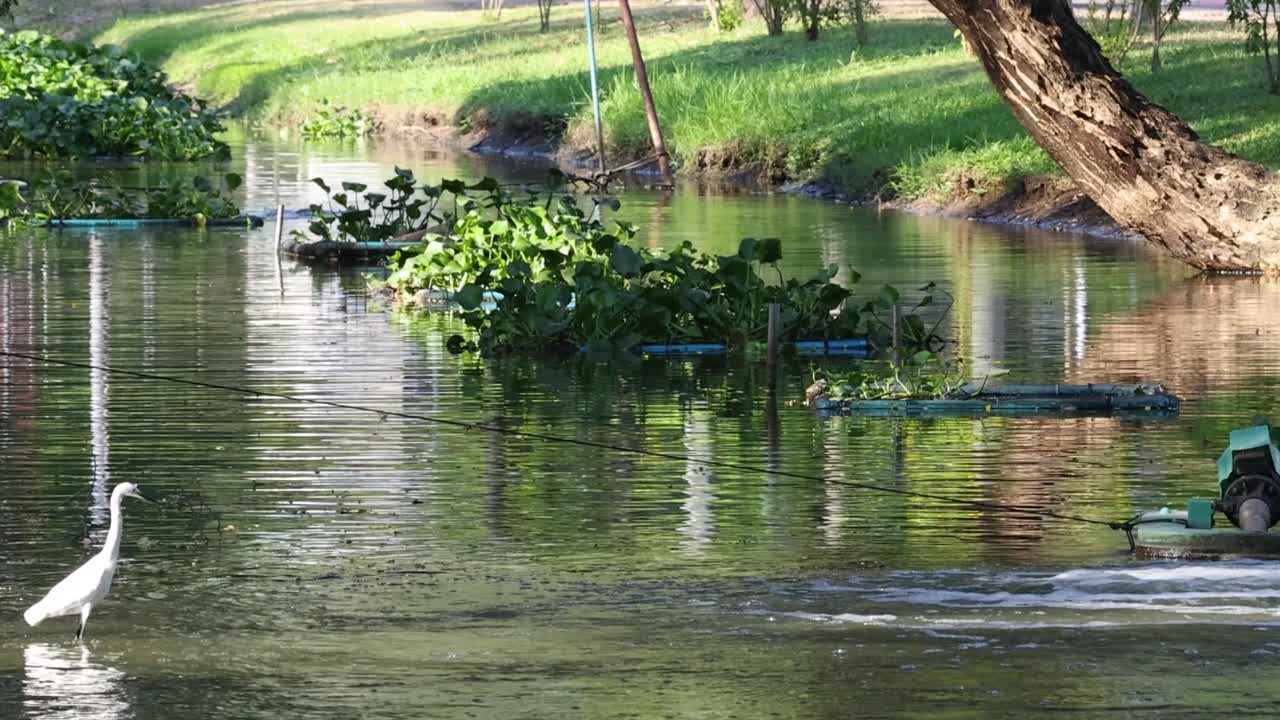 An egret stands still by the pond, surrounded by lush greenery and calm waters.