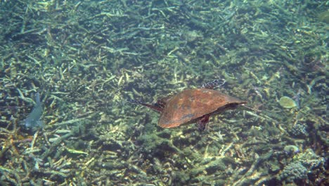 hawksbill sea turtle slowly swimming in blue water through sunlight, try to find food on coral reef. scuba on wildlife. underwater marine life tropical turtle in wild nature