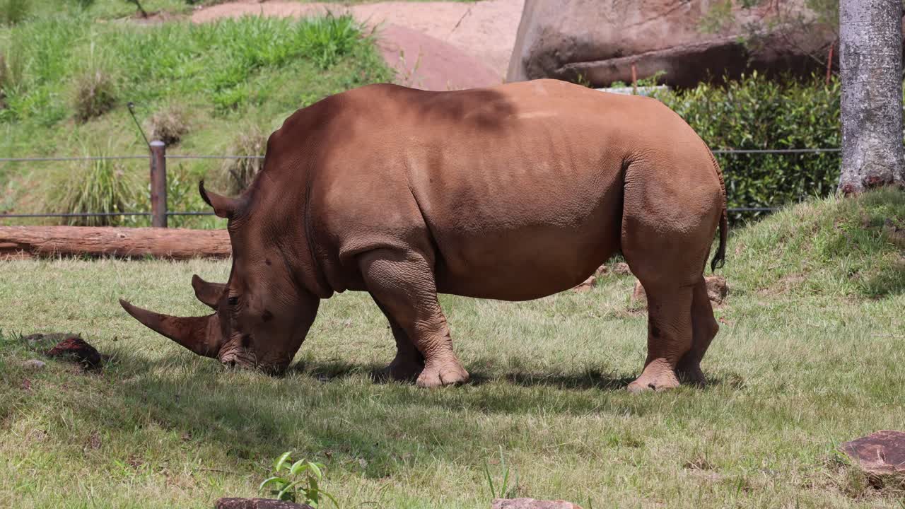 코소 가 울창 한 들판 에서 조용히 풀 을 먹고 있다