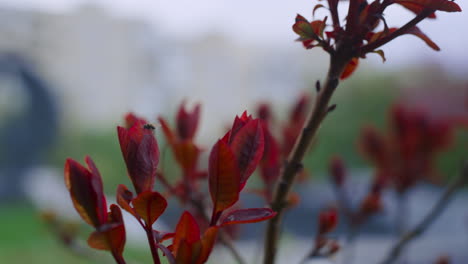 Rote-Blätter-Blühen-Auf-Einem-Ast-Im-Gemütlichen-Stadtpark.-Ruhige-Blumenszene.