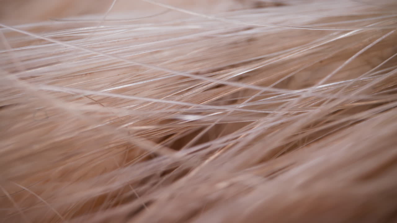 배경 매크로로 합성 밝은 베이지색 머리카락 질감